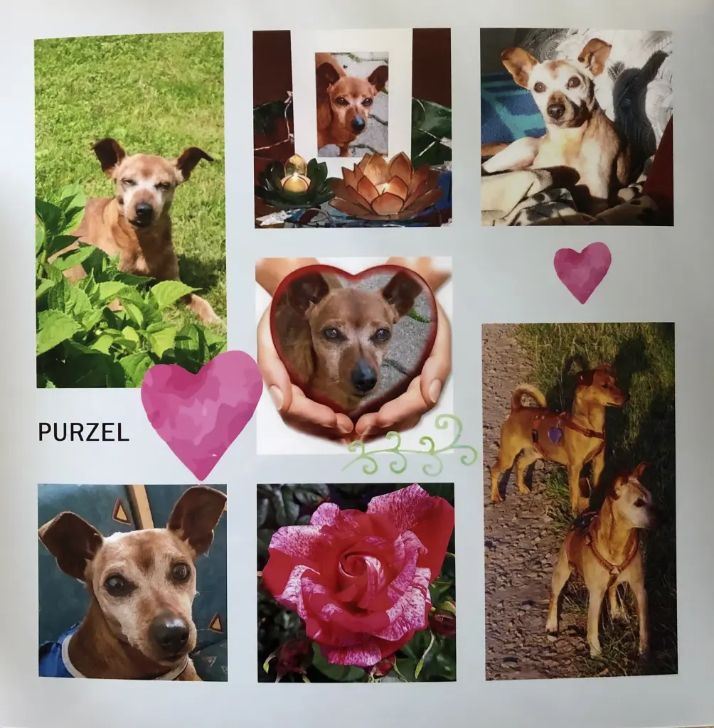 Andachtsbild von Happy Birthday Purzel