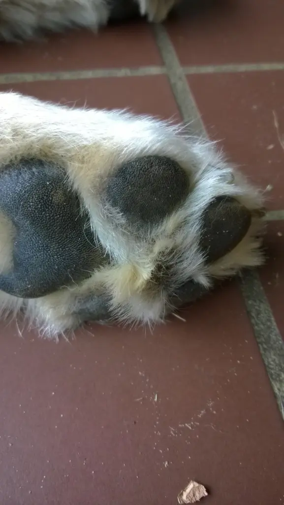 Andachtsbild von Susanne mit Rusty im Herzen