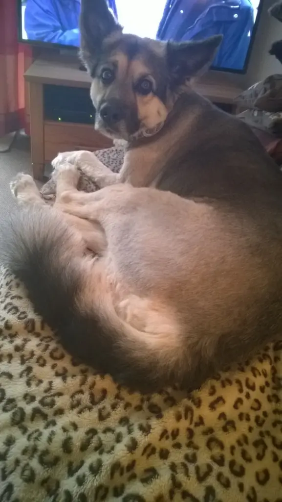 Andachtsbild von Susanne mit Rusty im Herzen 