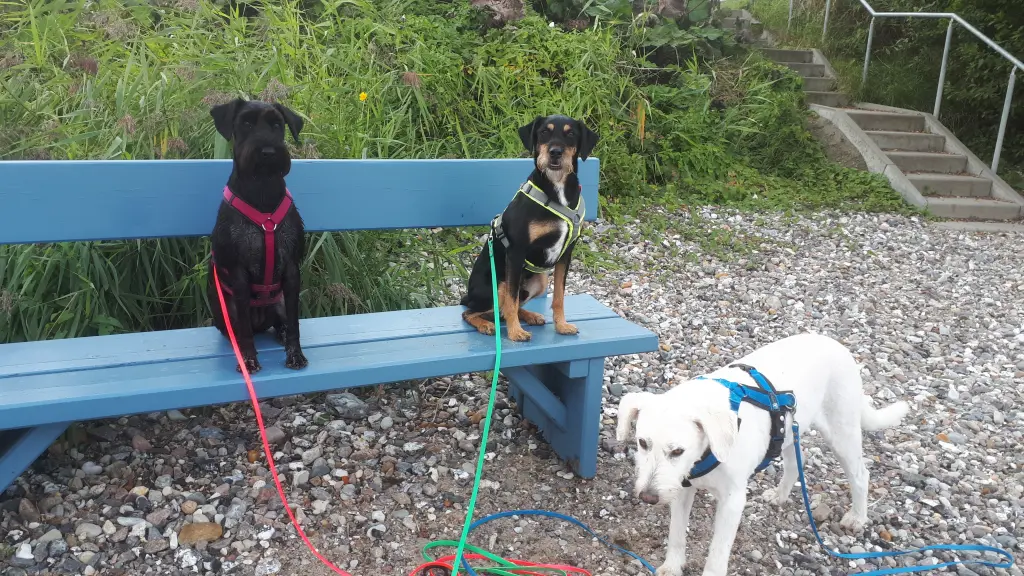 Andachtsbild von Marga mit Rambo im Herzen