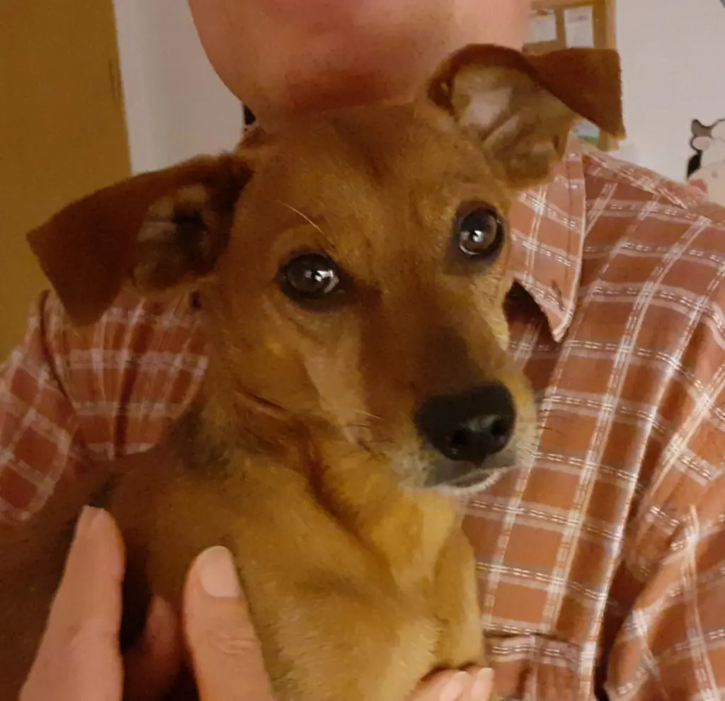 Andachtsbild von Jutta