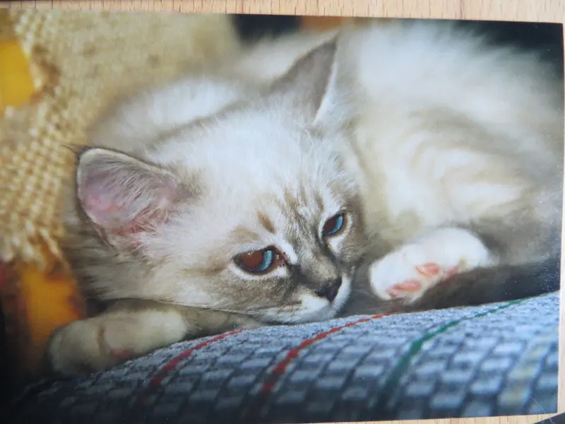 Andachtsbild von Merlin aus dem Regenbogenland