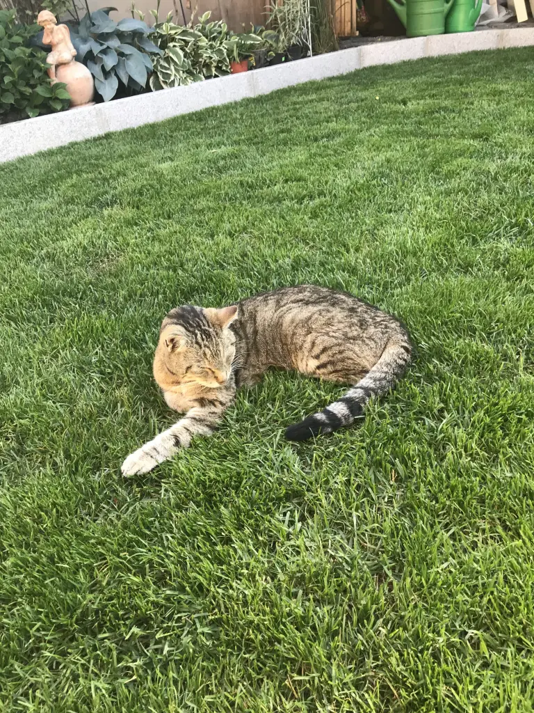 Andachtsbild von Susanne mit Rusty im Herzen