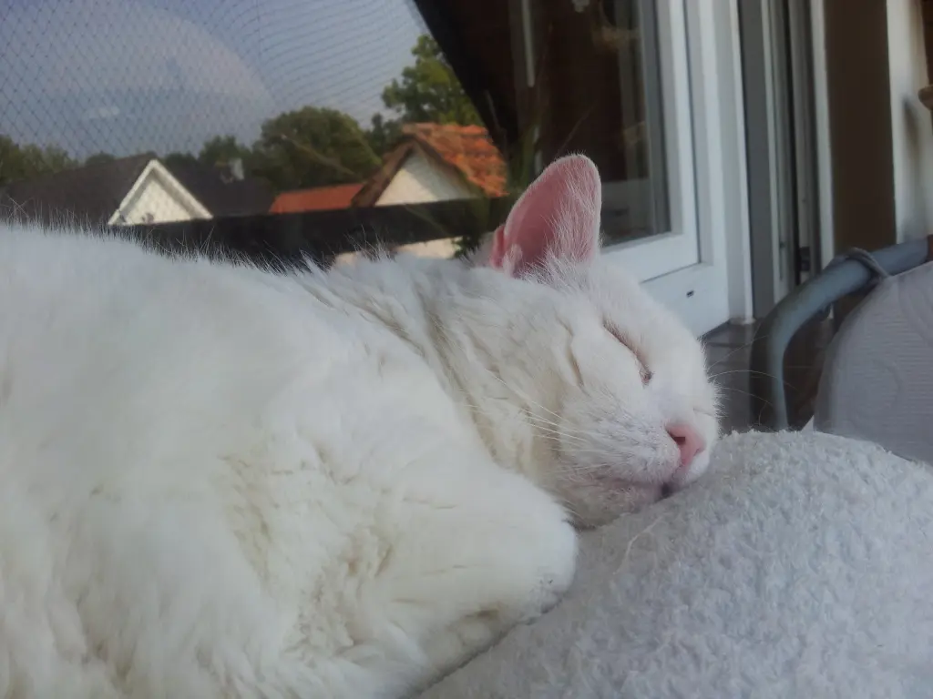 Andachtsbild von Ilse mit Tier-Sternlein Jule, Gismo, Fee und Minna im Herzen