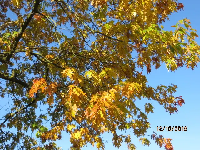 Andachtsbild von Uschi mit Seelenfreunden Shiva, Jojo und Merlin