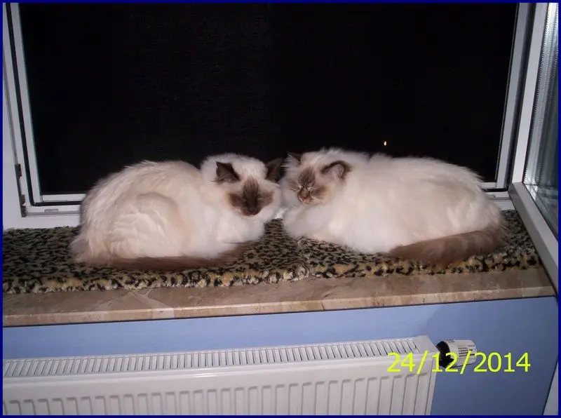 Andachtsbild von Andrea