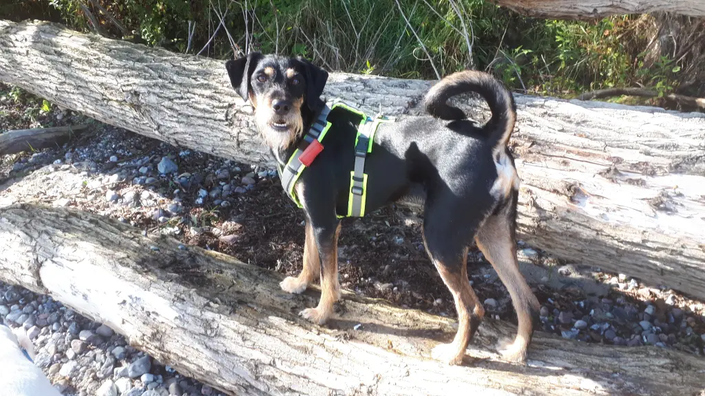 Andachtsbild von Marga mit Rambo im Herzen