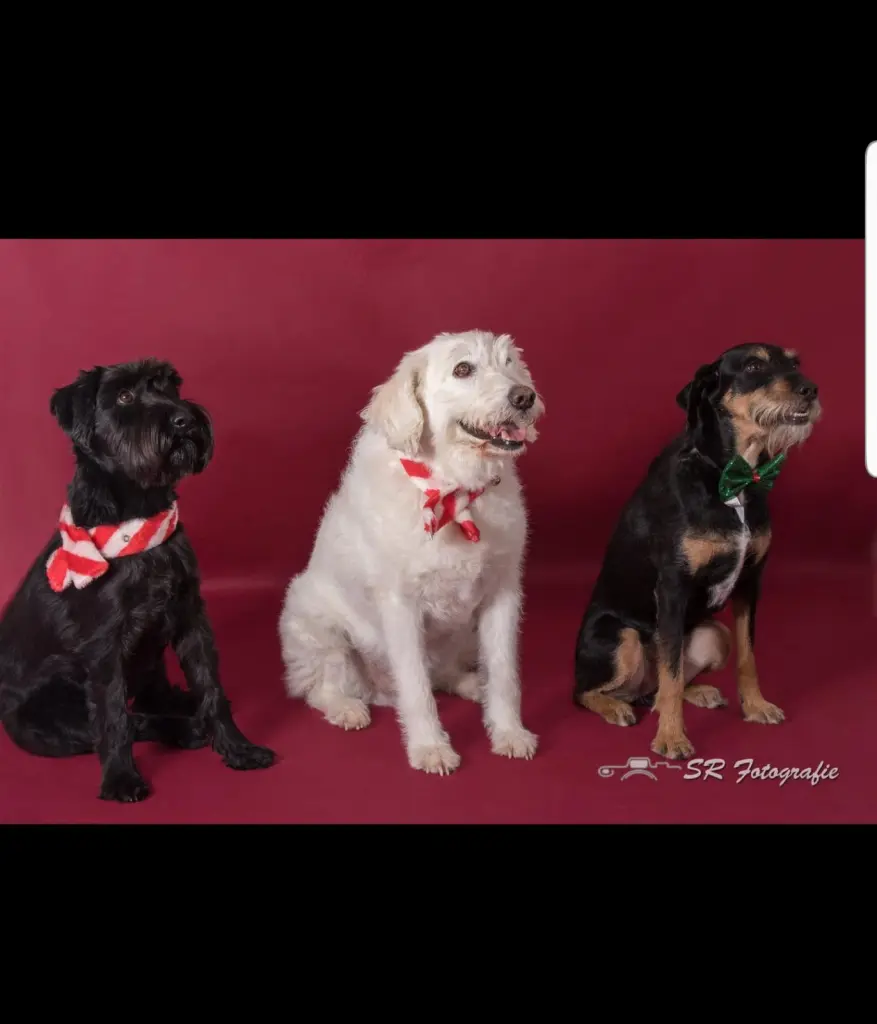 Andachtsbild von Marga mit Rambo im Herzen