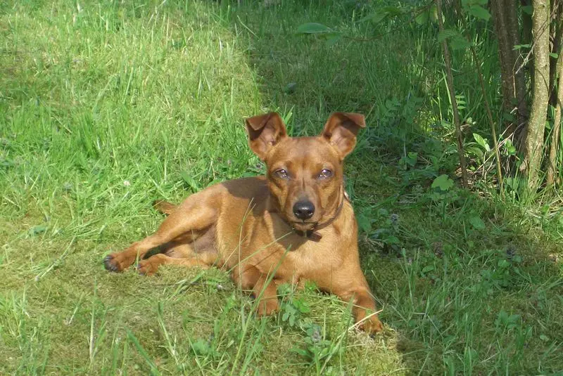 Andachtsbild von Jutta, Axel, Oscarchen und Rocky
