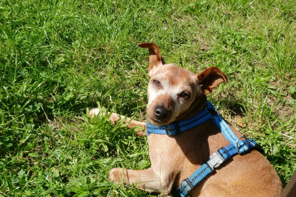 Andachtsbild von Jutta, Axel, Oscarchen und Rocky