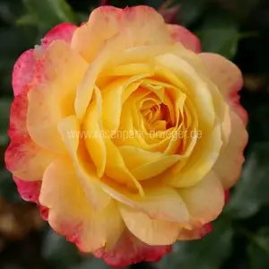 Andachtsbild von Michaela mit Nicko und Ariane ganz tief im ❤