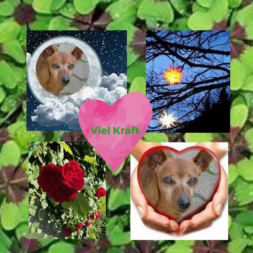 Andachtsbild von Eine purzelige Hoffnungsrose