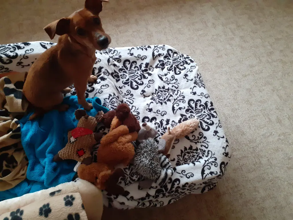 Andachtsbild von Uschi mit Seelenfreunden Shiva, Jojo und Merlin