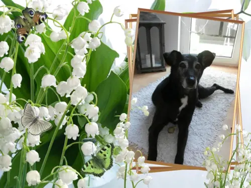 Andachtsbild von Unbekannt