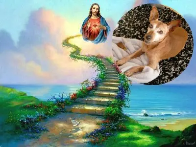 Andachtsbild von ❤️❤️❤️PURZELCHEN❤️❤️❤️