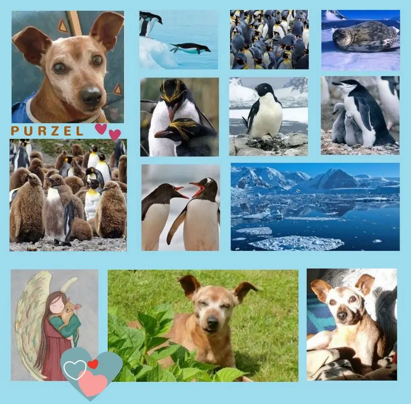 Andachtsbild von Rosen für Purzel zum 4. Sternchengeburtstag