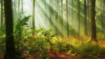 Andachtsbild von Rosen für Purzel zum 4. Sternchen-Gedenktag