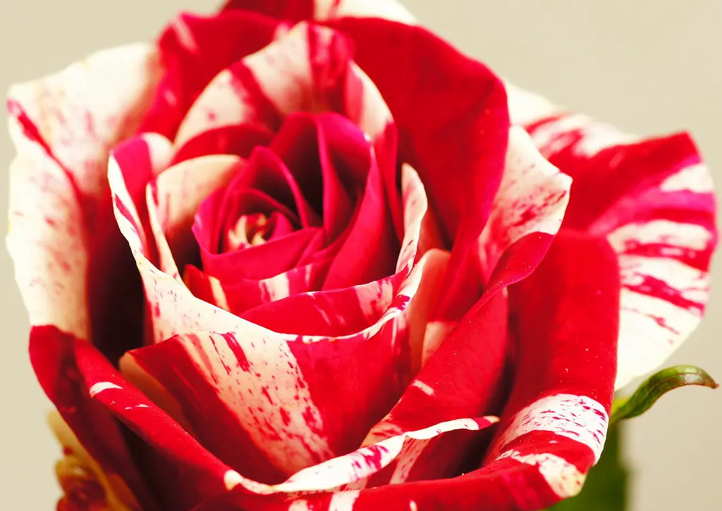 Andachtsbild von Jutta