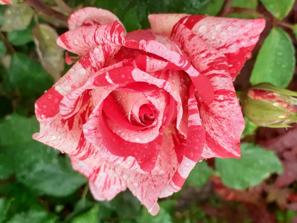 Andachtsbild von Jutta