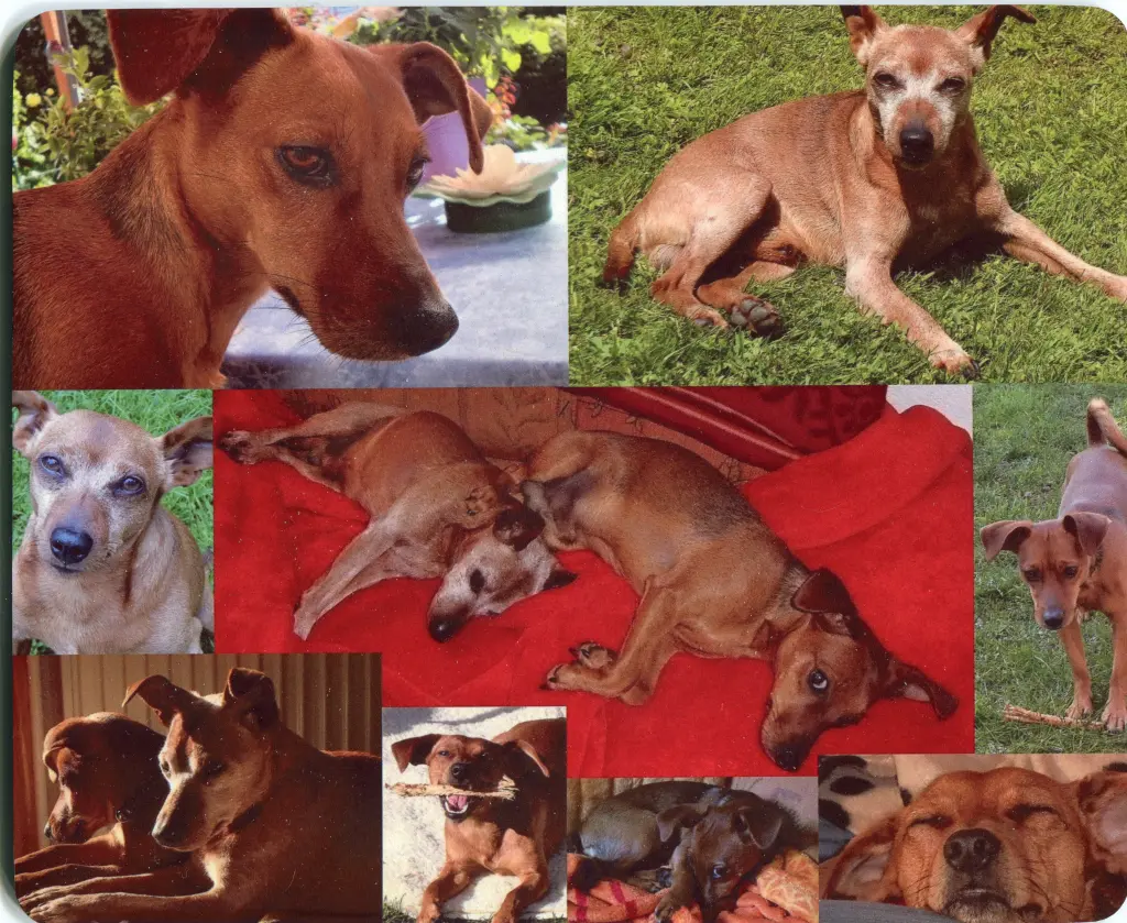 Andachtsbild von Jutta, Axel, Oscarchen und Rocky