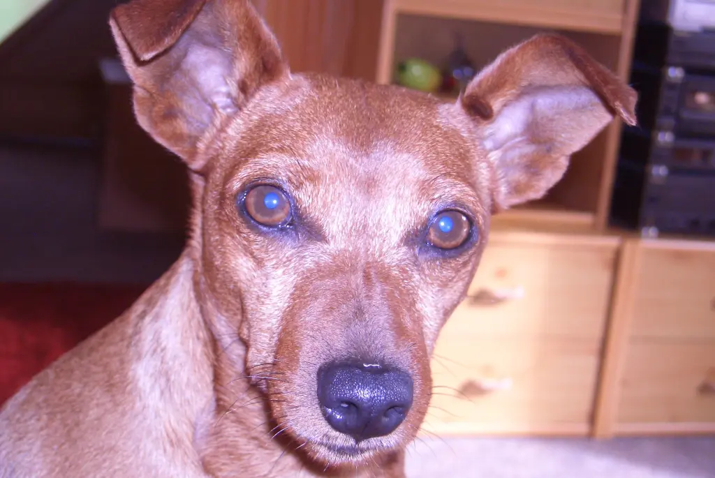 Andachtsbild von Jutta, Axel, Oscarchen und Rocky