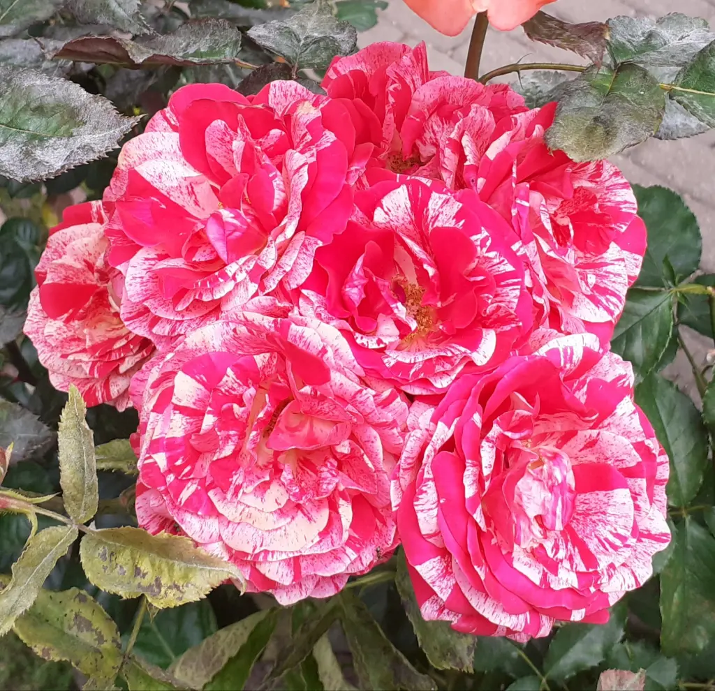 Andachtsbild von Jutta, Axel, Oscarchen und Rocky