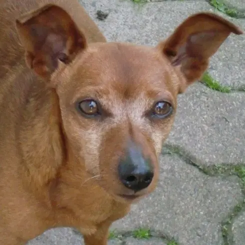 Andachtsbild von Gruß von Purzel