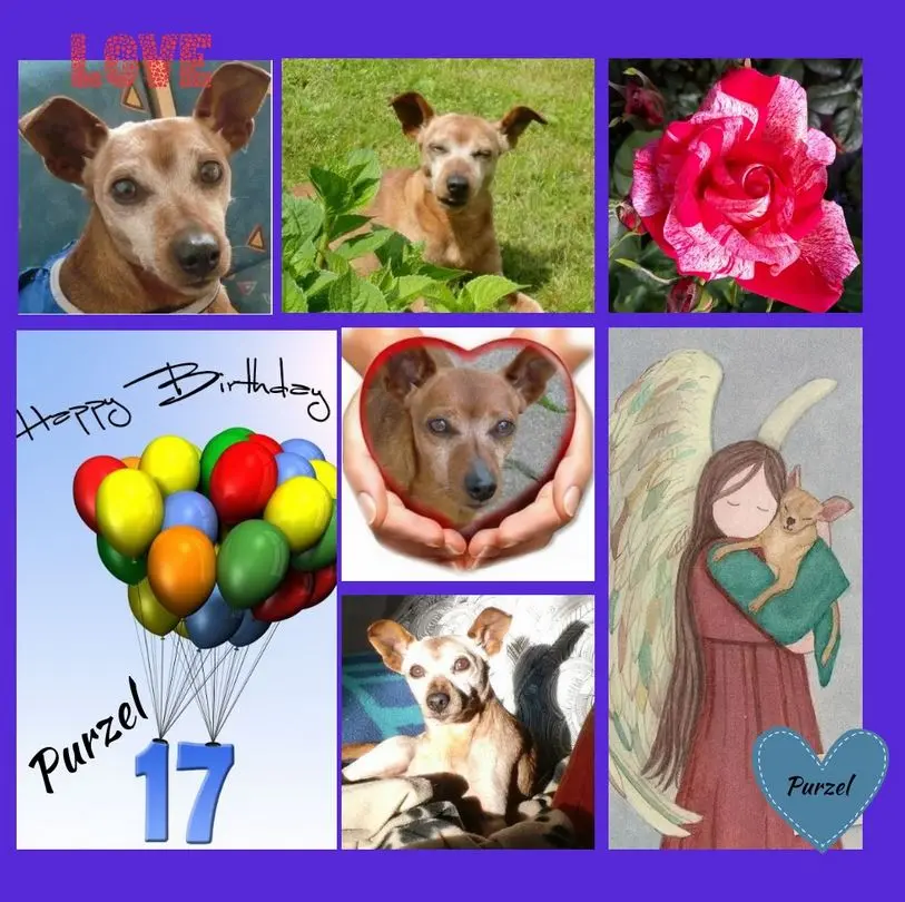 Andachtsbild von Happy Birthday Purzel