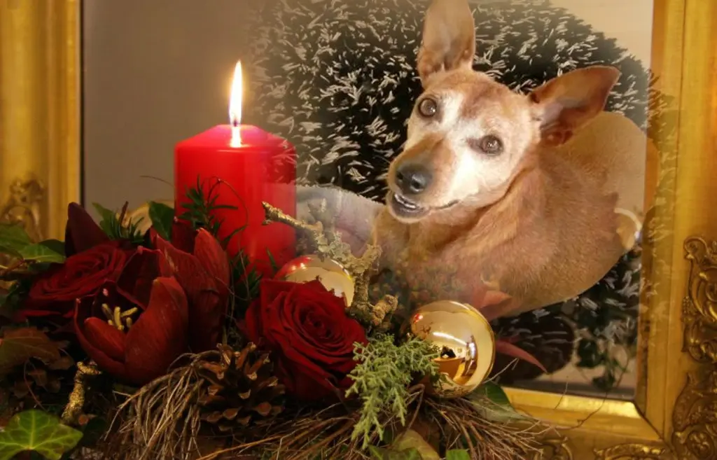 Andachtsbild von ❤️ADVENT❤️