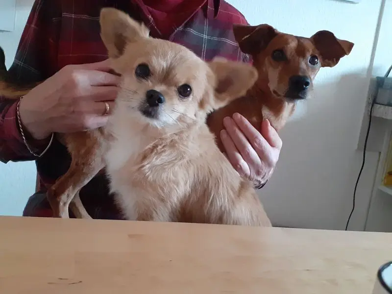 Andachtsbild von Jutta, Axel, Oscar und Rocky