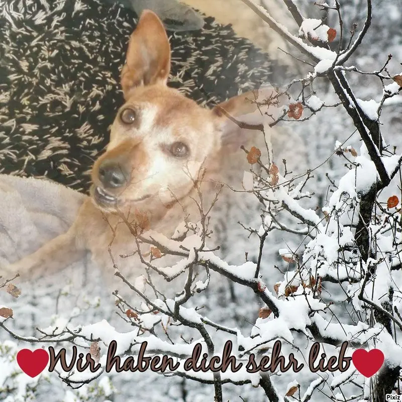 Andachtsbild von Jutta, Axel, Oscar und Rocky 