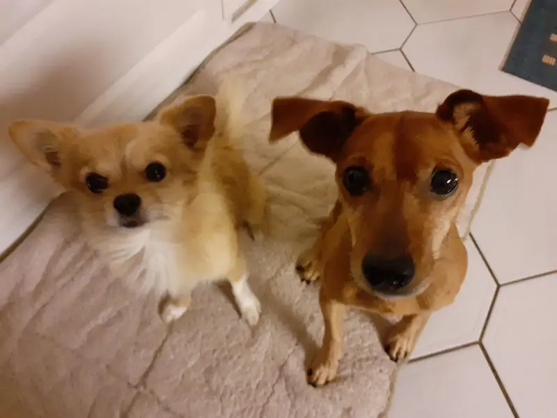 Andachtsbild von Jutta, Axel, Oscar und Rocky 