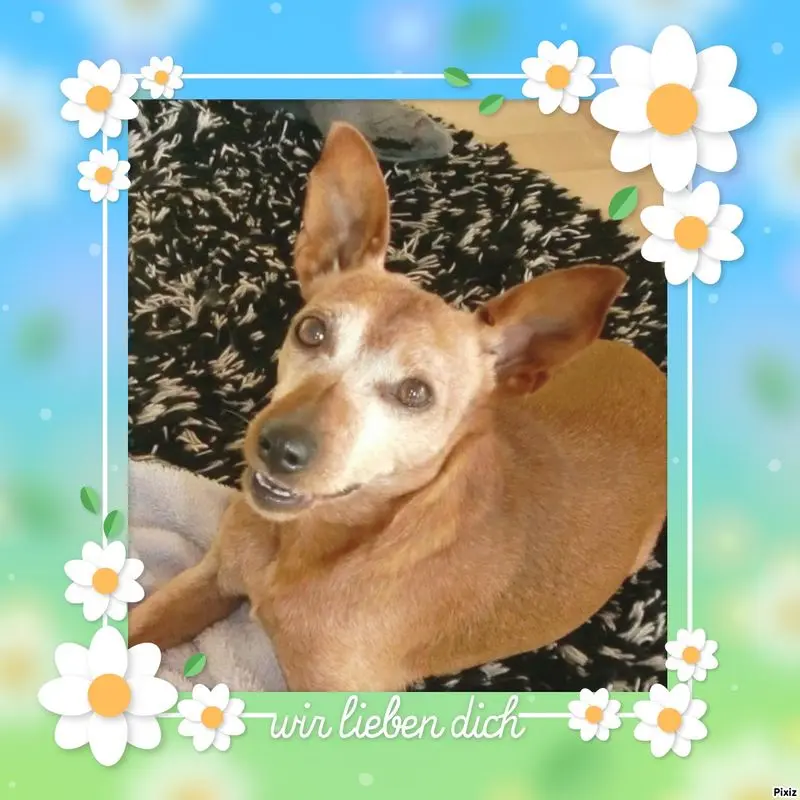 Andachtsbild von Jutta, Axel, Oscar und Rocky 