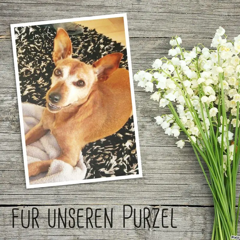 Andachtsbild von Jutta, Axel, Oscar und Rocky 