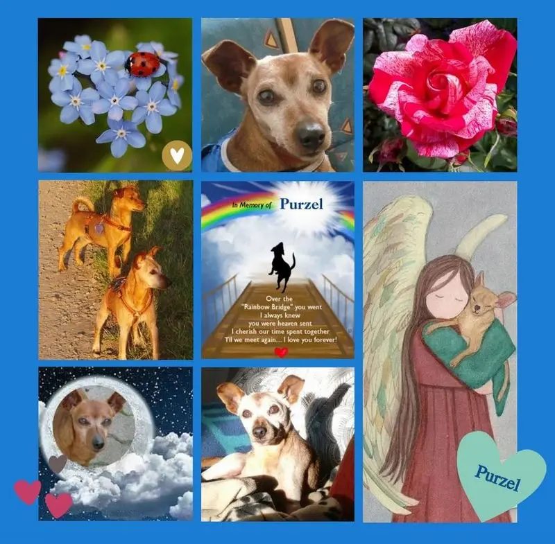 Andachtsbild von Rosen für Purzel zum 5. Sternchentag