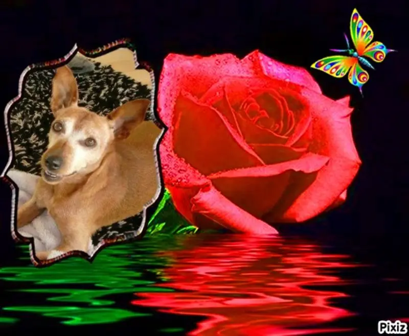 Andachtsbild von Jutta, Axel, Oscar und Rocky 