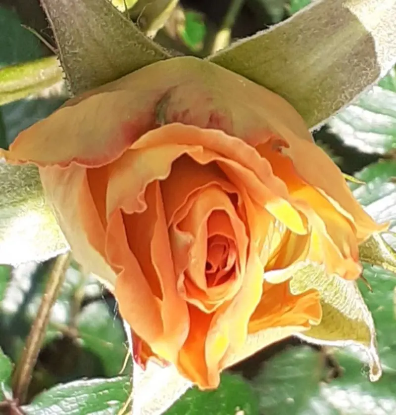 Andachtsbild von Jutta, Axel, Oscar und Rocky 