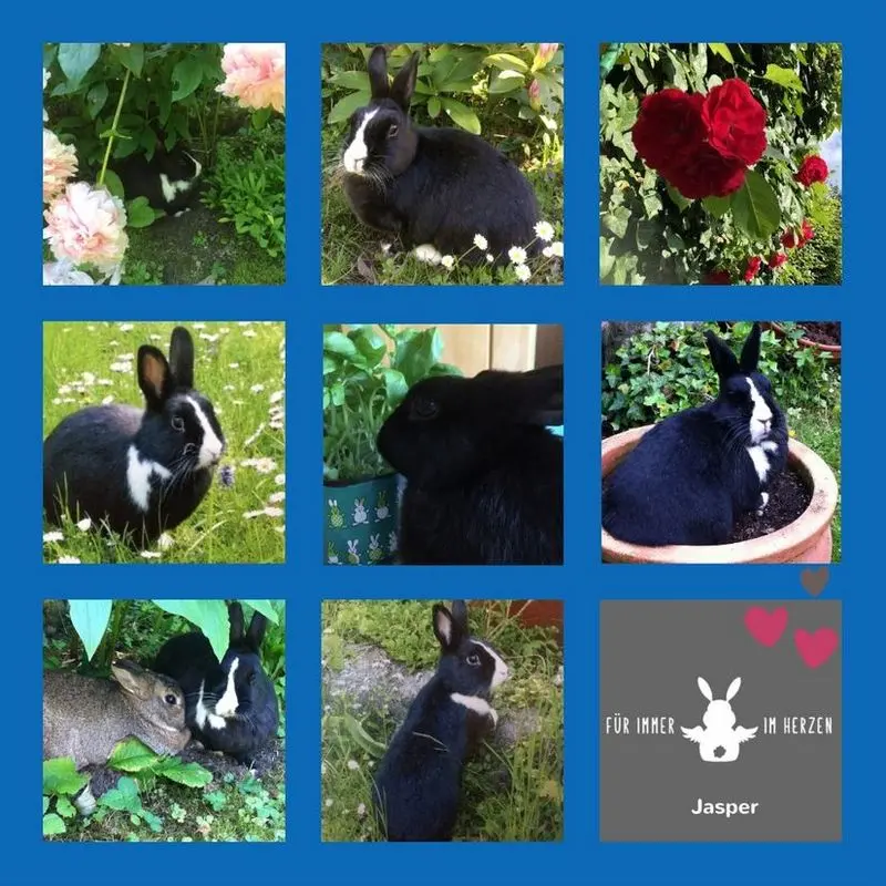 Andachtsbild von Dankeschön von Jasper und Drina