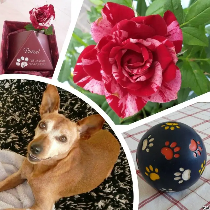 Andachtsbild von Jutta, Axel, Oscar und Rocky 