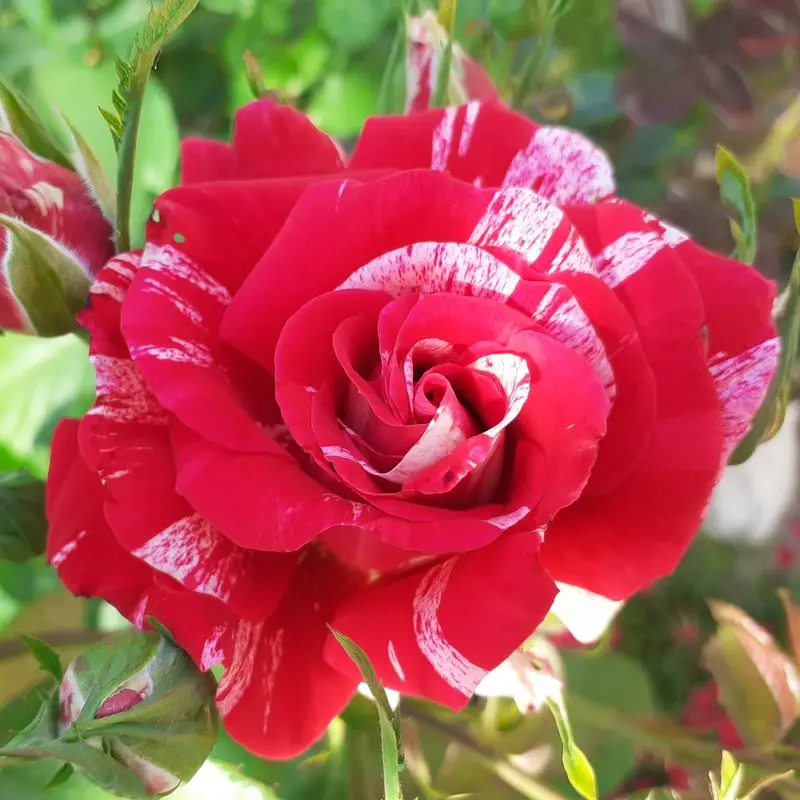 Andachtsbild von Jutta, Axel, Oscar und Rocky 