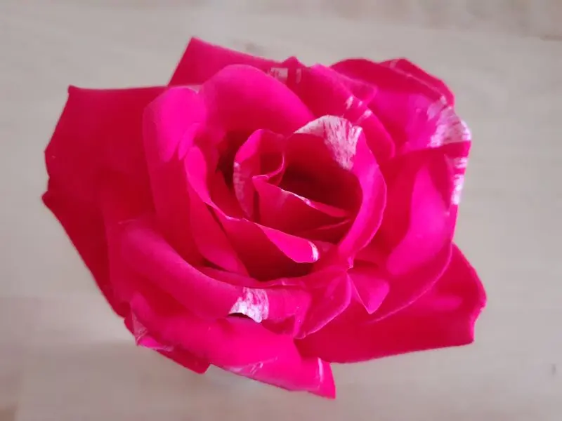 Andachtsbild von Jutta, Axel, Oscar und Rocky 