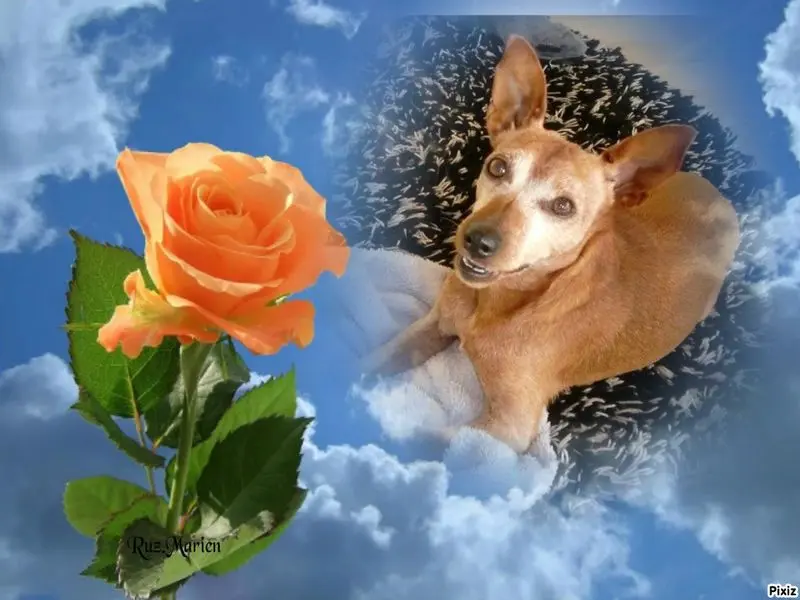 Andachtsbild von Jutta, Axel, Oscar und Rocky 