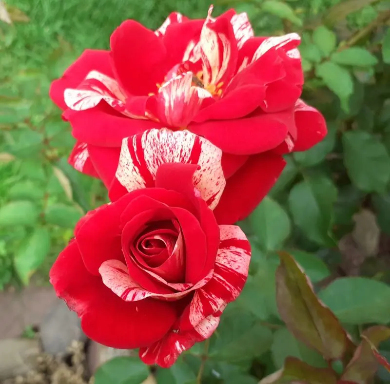 Andachtsbild von Jutta, Axel, Oscar und Rocky 