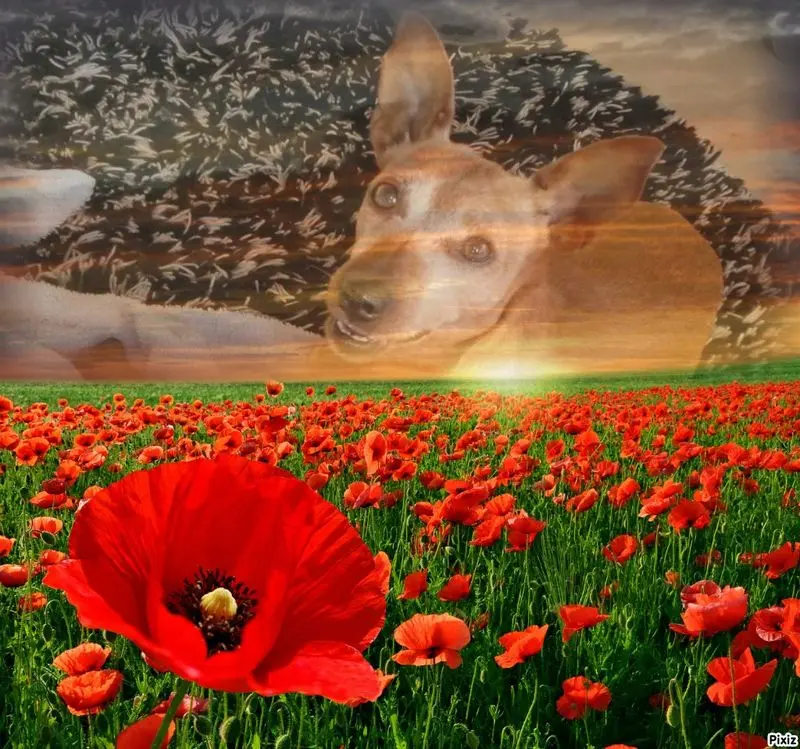 Andachtsbild von Jutta, Axel, Oscar und Rocky 