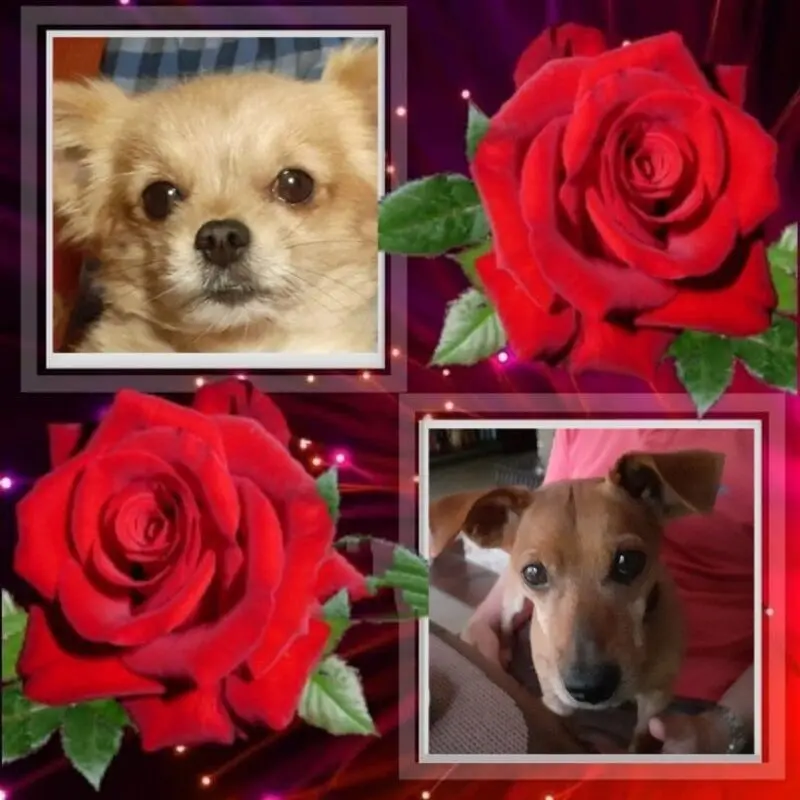 Andachtsbild von Jutta Axel, Oscar und Rocky