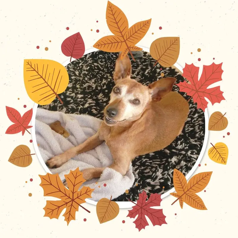 Andachtsbild von Jutta, Axel, Oscar und Rocky 