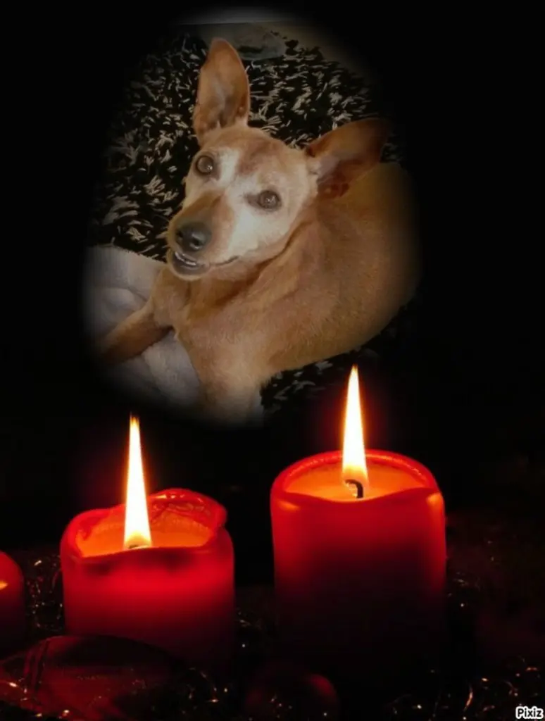 Andachtsbild von Jutta  Axel, Oscar und Rocky 