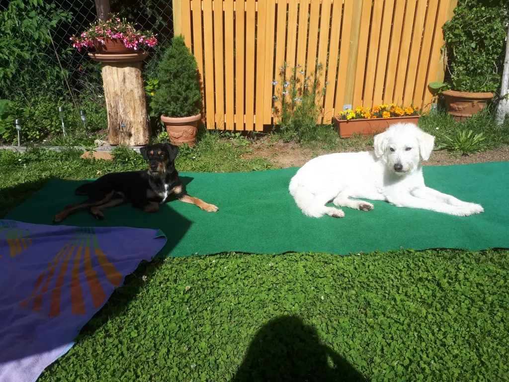 Andachtsbild von Marga mit Rambo u. Quiti im Herzen