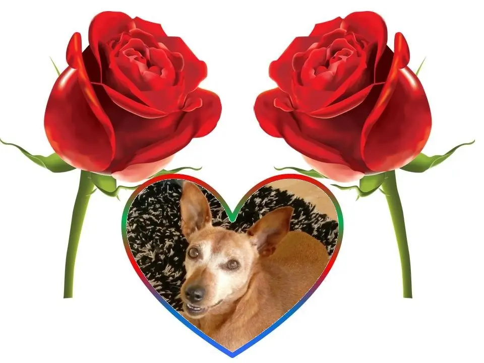 Andachtsbild von Jutta, Axel, Oscar und Rocky 