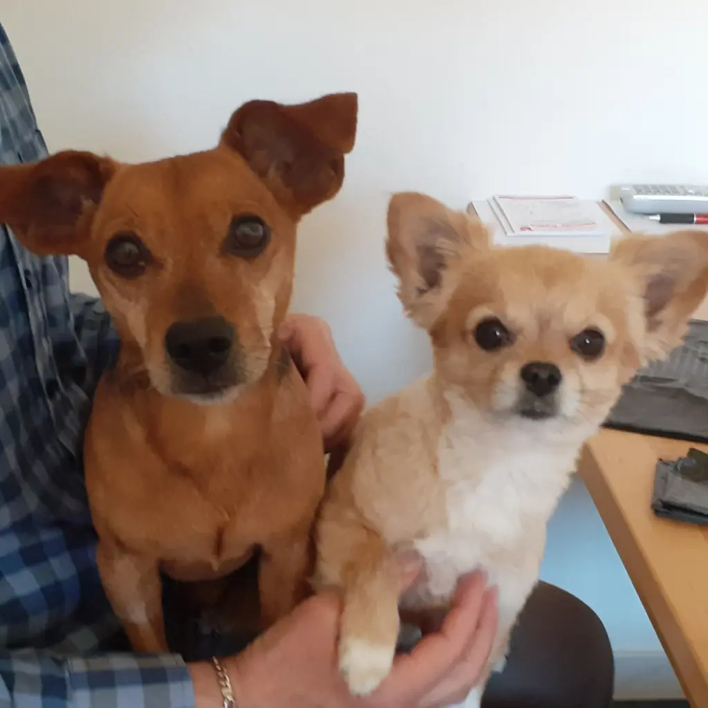 Andachtsbild von Jutta, Axel, Oscar und Rocky 